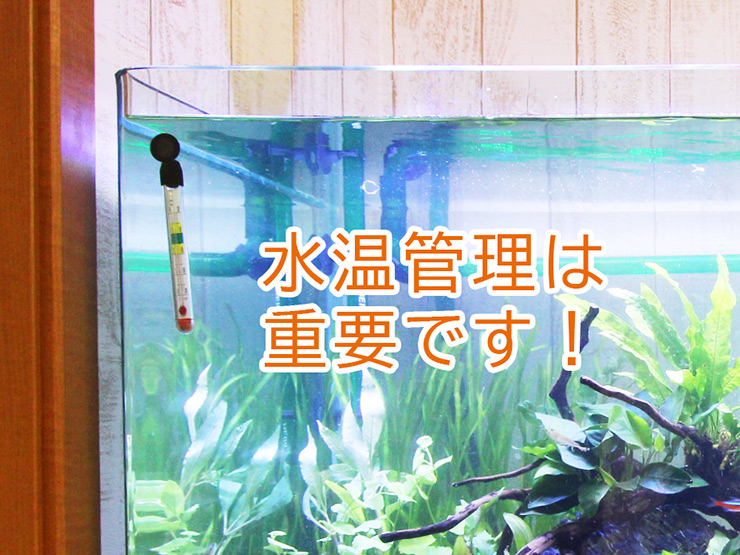 水温管理は重要です!の文字と水温計のある水槽画像
