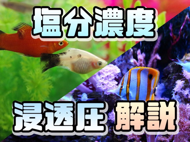 塩分濃度と浸透圧について記載された淡水魚と海水魚の画像