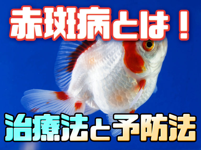 赤斑病の治療法と予防法を解説する金魚の見出し画像