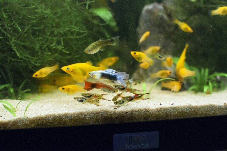 水槽内を泳ぐグッピーと黄色い熱帯魚の群れ
