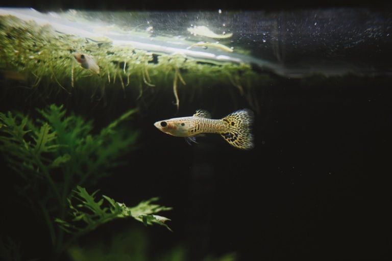 水草が茂る水槽内を泳ぐグッピーと浮き草の根
