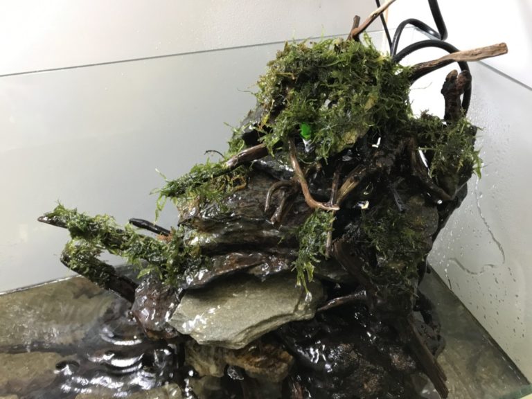 水槽内の石と流木に活着させた水草のレイアウト構成