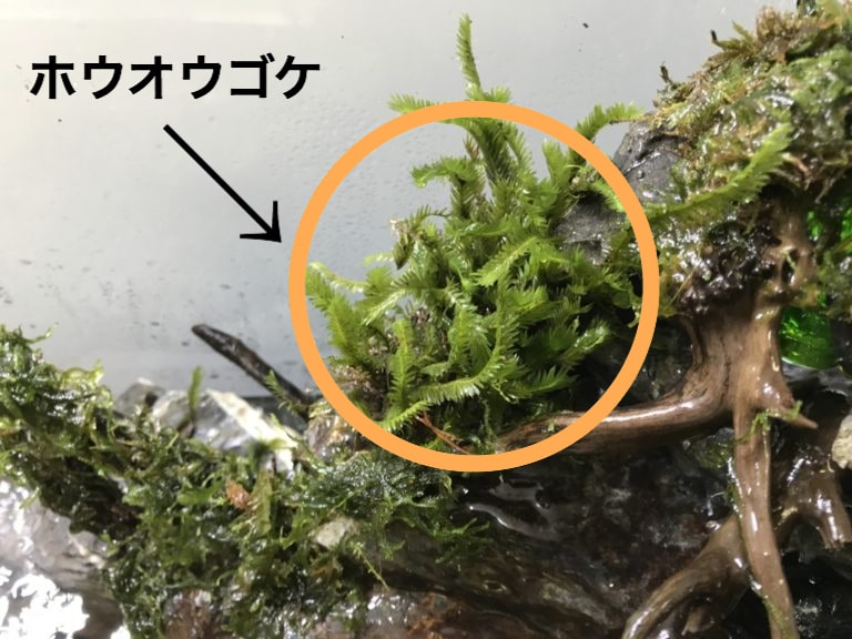 ホウオウゴケの文字と流木に活着した水草の画像