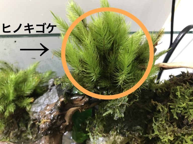 流木に活着したヒノキゴケとオレンジ色の丸い強調枠