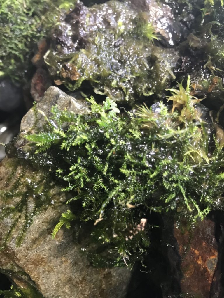 濡れた石の表面に活着して生長する緑色の苔と水草
