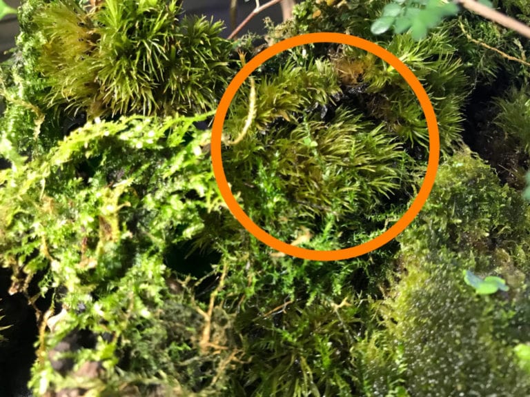 オレンジの円で囲まれた水槽内の苔と水草の群生