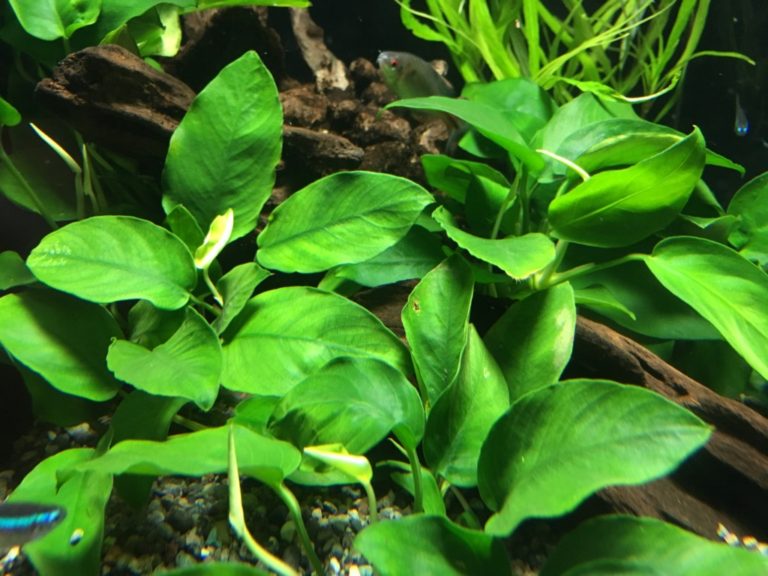 流木に活着したアヌビアス類と泳ぐ小型カラシン