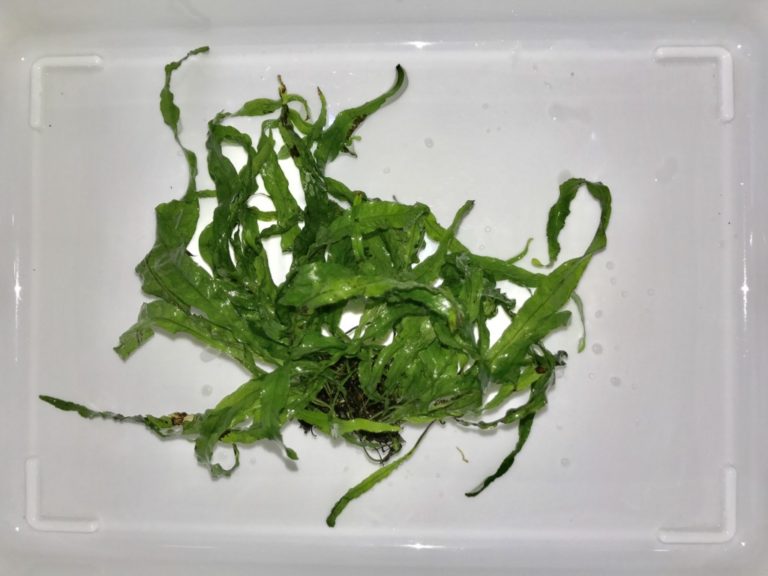白いトレイの上に置かれた細長い葉を持つ緑色の水草