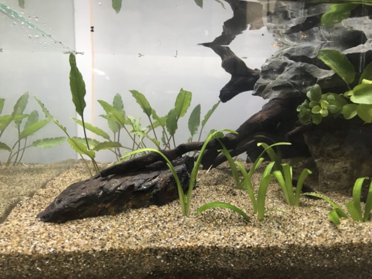 砂を敷いた水槽内の流木とクリプト類などの水草の配置