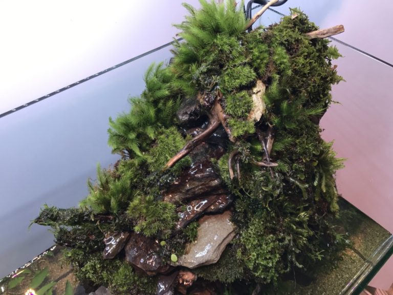 流木と石に活着した複数の苔と水草のアクアテラリウム