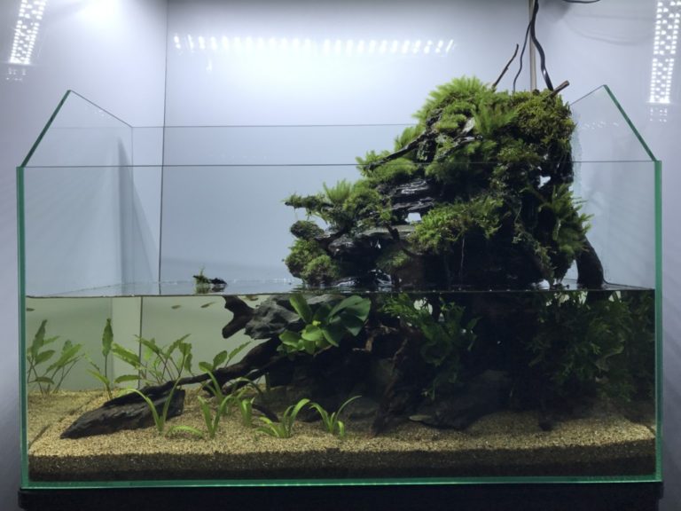 流木と苔を組んだアクアテラリウム水槽のレイアウト