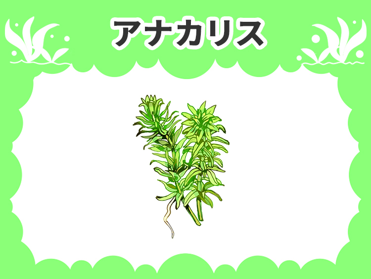 アナカリスの水草図鑑