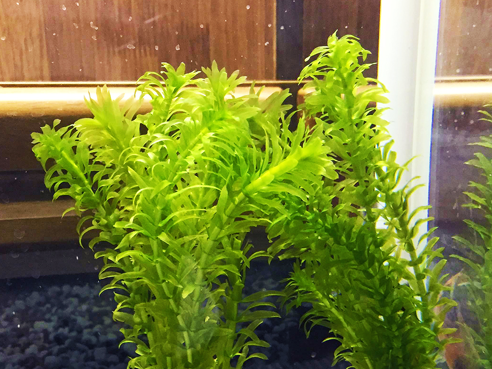 水槽内に植えられた明るい緑色の水草の茂み
