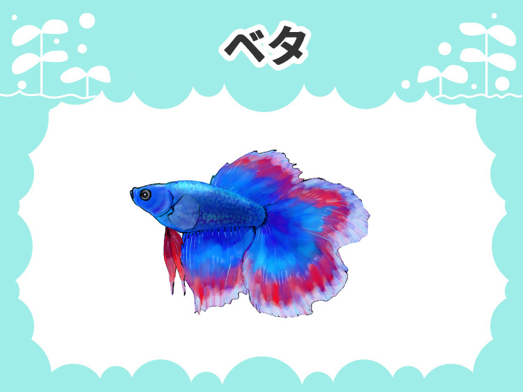ベタのお魚図鑑