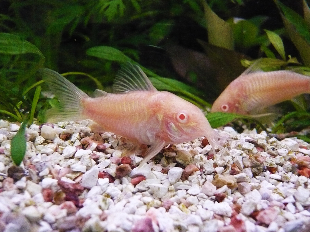 砂利の上を泳ぐアルビノのコリドラスの仲間と水草