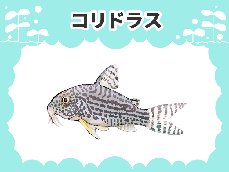 コリドラスのお魚図鑑
