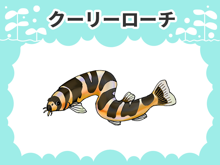 クーリーローチのお魚図鑑