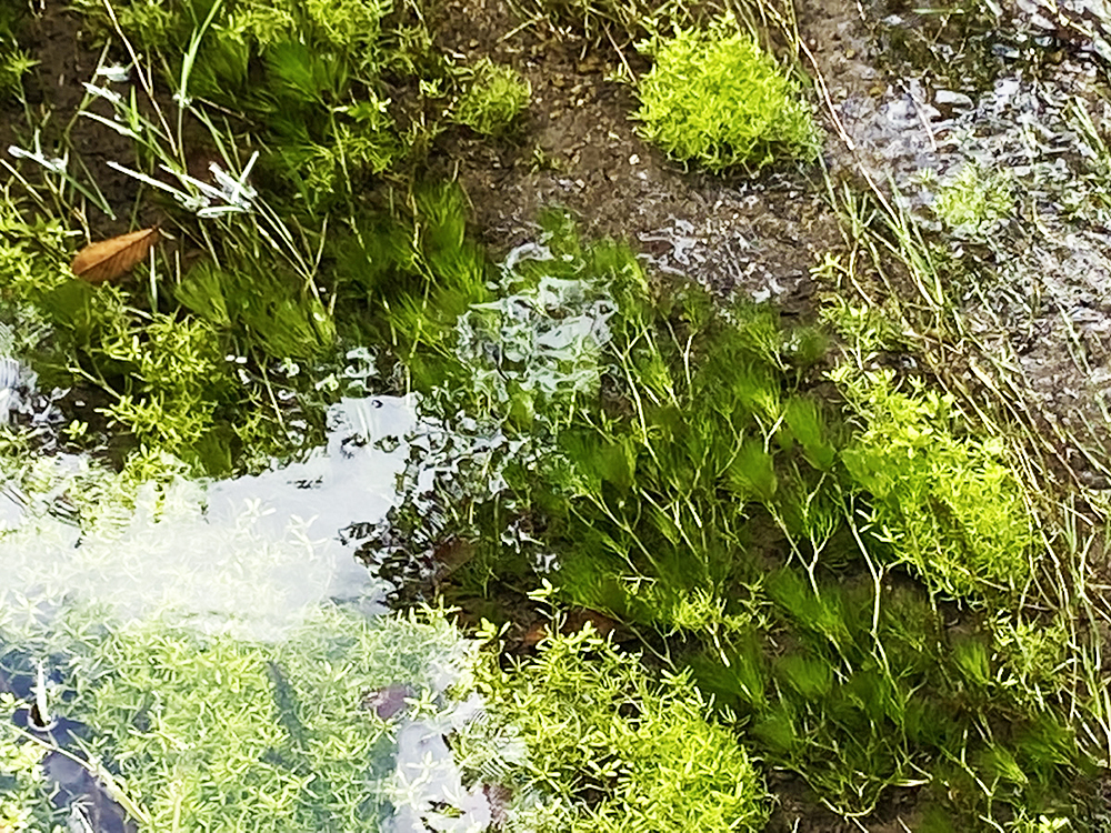 水辺に群生する緑色の水草と水面に映る空の景色
