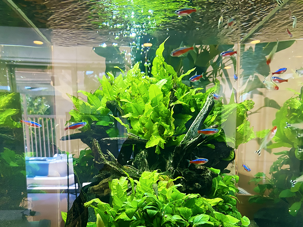 流木に茂る水草と泳ぐネオンテトラの仲間の水槽内観