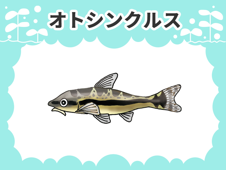 オトシンクルスのお魚図鑑