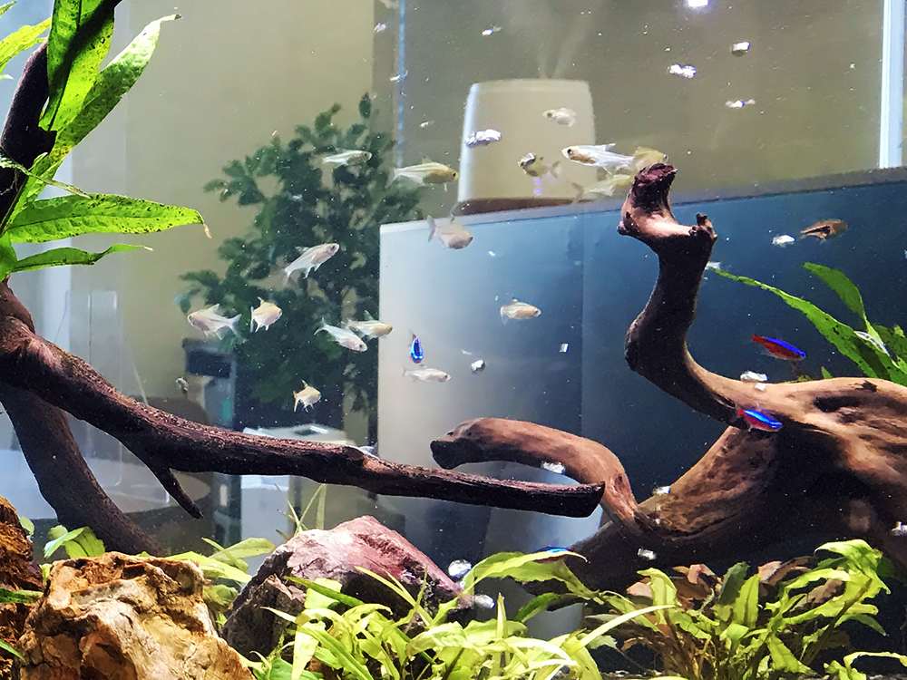 流木と水草の間に群れるネオンテトラの仲間と小型熱帯魚