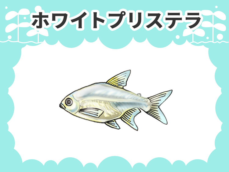 ホワイトプリステラのお魚図鑑