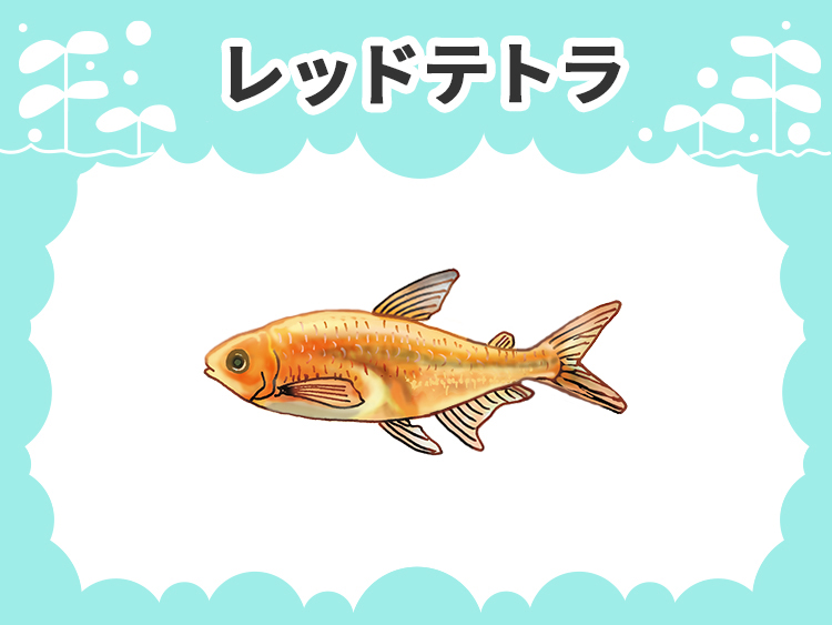 レッドテトラのお魚図鑑