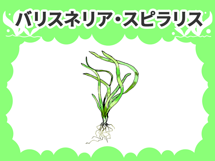 バリスネリア・スピラリスの水草図鑑