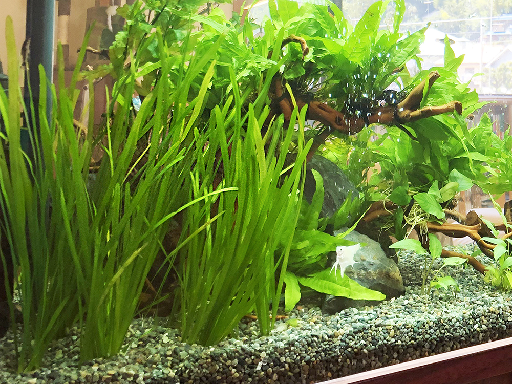流木と水草が茂る水槽内を泳ぐ白いエンゼルフィッシュ