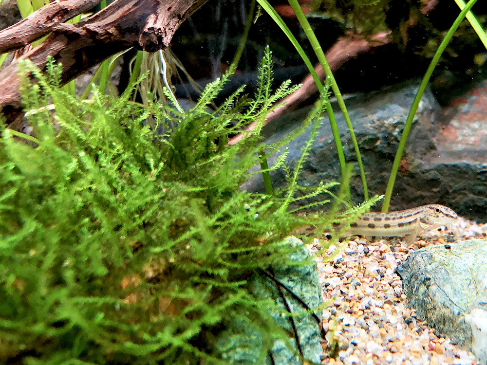 水草の茂みと底砂の上を泳ぐドジョウの仲間
