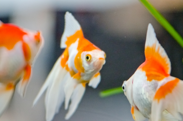 水槽内を泳ぐ紅白模様の琉金型の金魚と水草の葉
