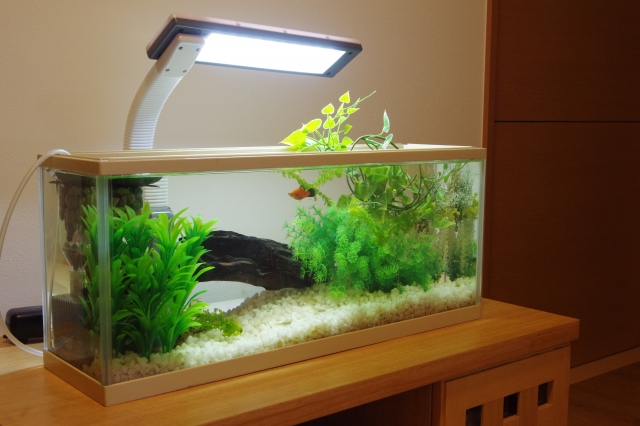 照明を点灯した水草と流木のある横長の水槽セット