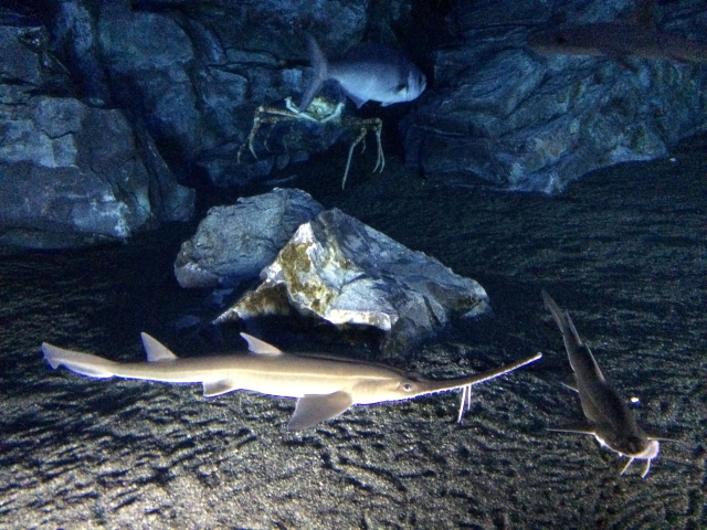 砂底を泳ぐノコギリザメと岩陰に潜むカニの仲間