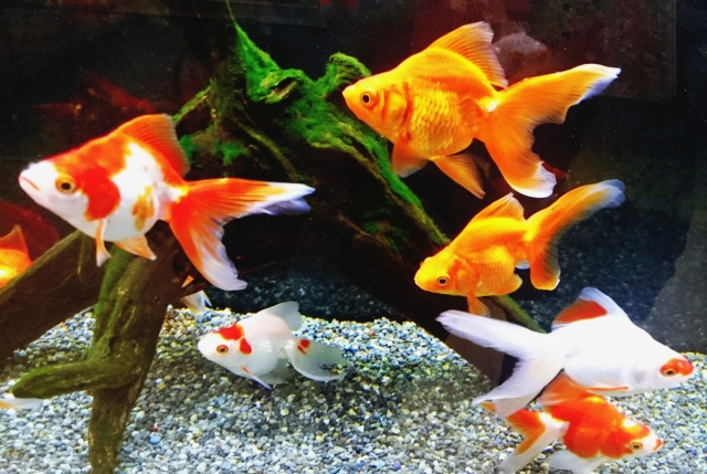 水槽内を泳ぐ琉金や出目金などの金魚と流木