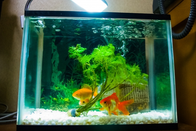 水草と金魚が泳ぐ白い砂利を敷いた小型水槽