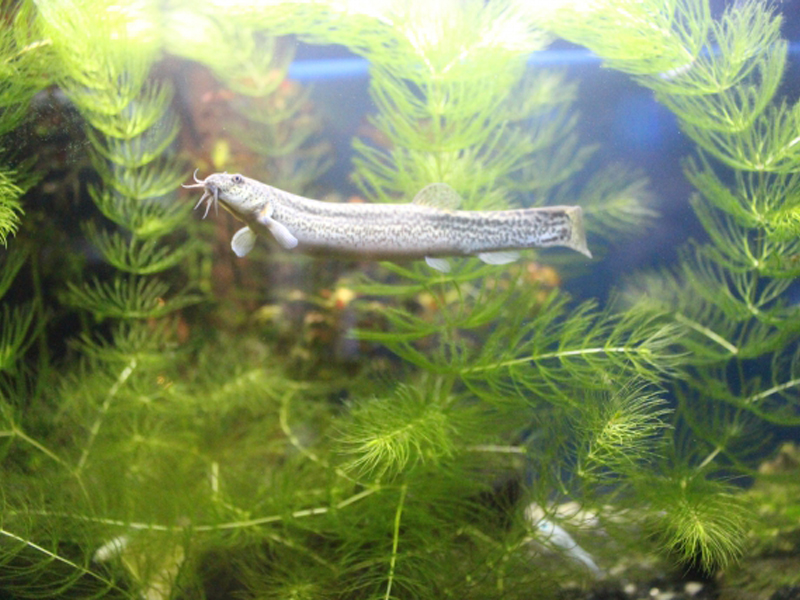 水草の間を泳ぐドジョウとマツモの仲間が茂る水槽内景