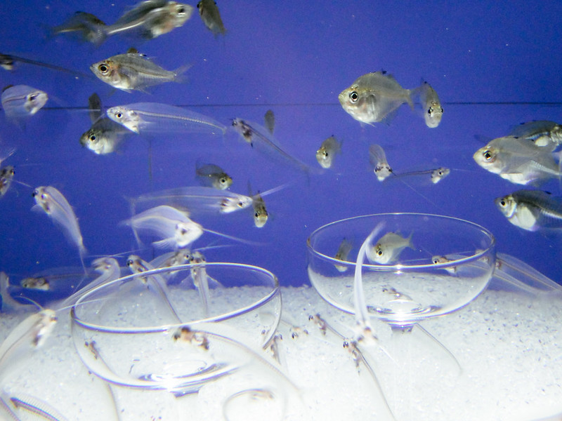 青い背景の水槽を泳ぐ透明な魚とグラスの置物