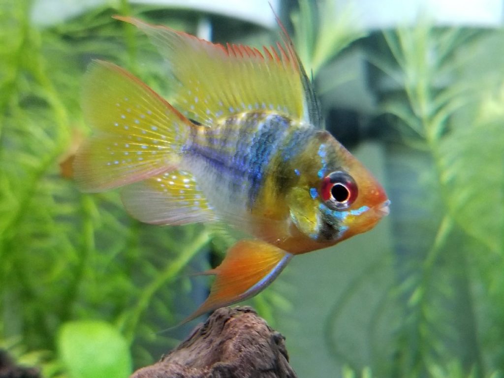シクリッドとは！種類・タイプごとの飼育方法や餌・混泳を考えますのサムネイル画像