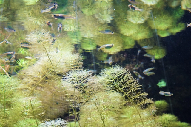 水草の間を泳ぐメダカと水面に反射する緑の風景