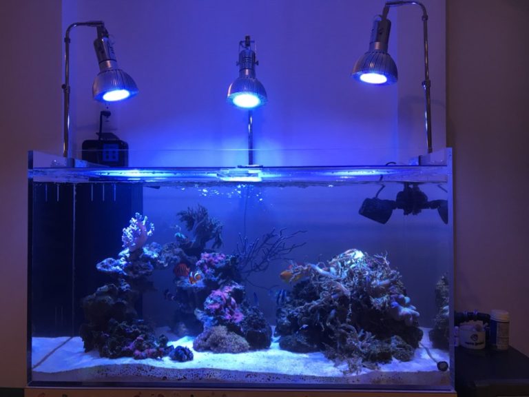 青い照明に照らされたサンゴ礁の海水魚水槽