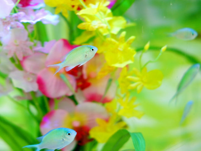 アクアリウムに水草は必要か？水草を入れないレイアウトとは？のサムネイル画像