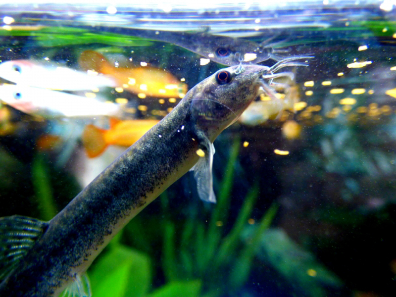 水面付近で餌を食べるドジョウと泳ぐメダカやグッピー