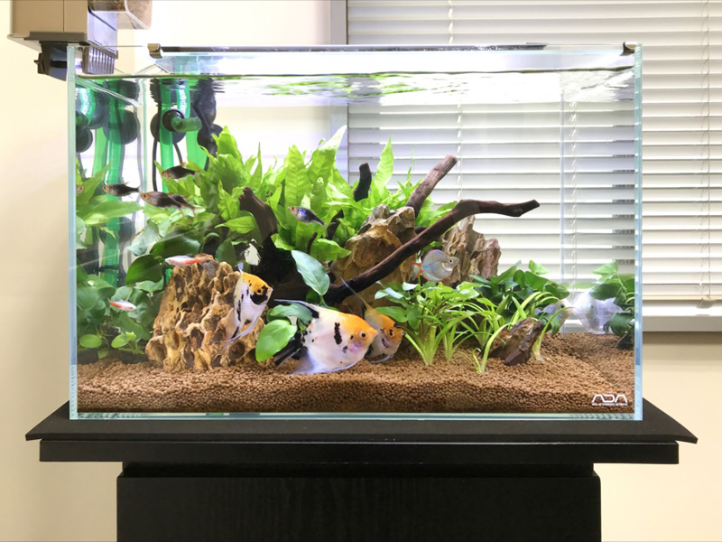エンゼルフィッシュと水草が泳ぐ流木レイアウト水槽
