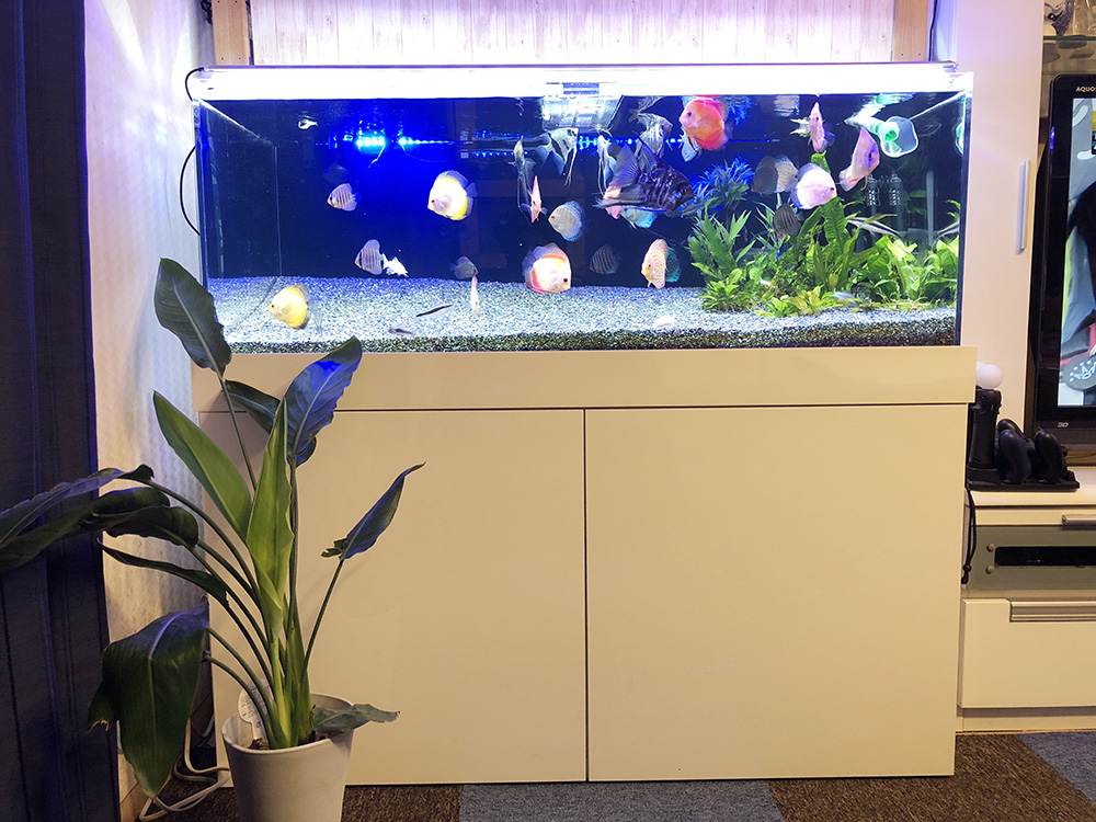 ディスカスが泳ぐ大型水槽と白い水槽台と観葉植物