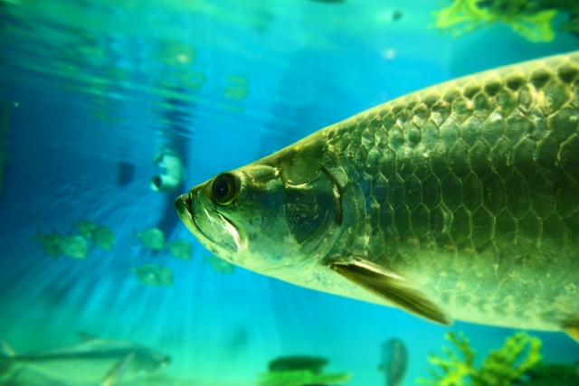 青い水槽内を泳ぐアロワナの仲間と熱帯魚の群れ