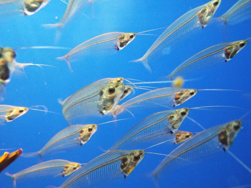 青い背景の水槽内を泳ぐ透明な体の熱帯魚の群れ