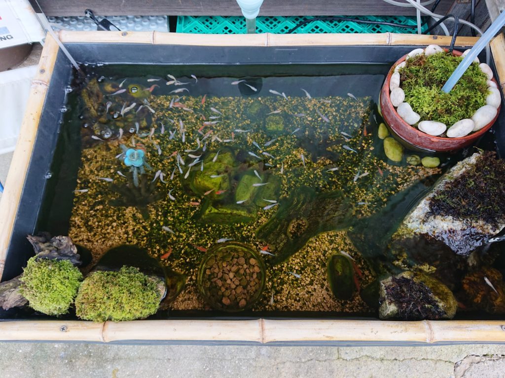 竹枠の容器で泳ぐメダカと苔むした石のビオトープ