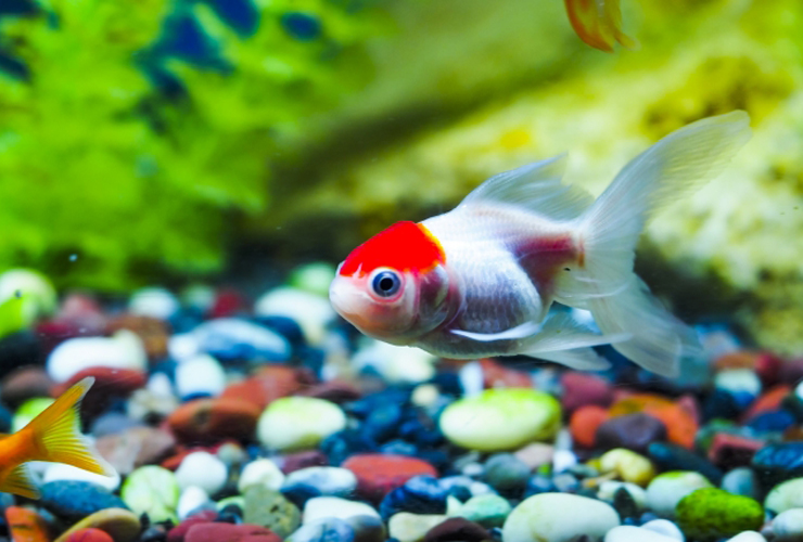 水槽の砂利の上を泳ぐ頭の赤い金魚と緑の水草