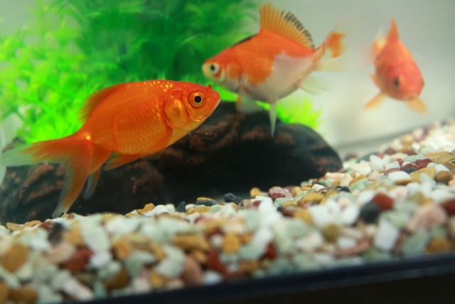 砂利を敷いた水槽内を泳ぐ金魚と緑色の水草