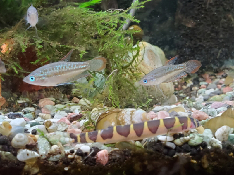 水草の茂る水槽内を泳ぐ小型熱帯魚と底生魚の仲間